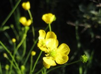 A Cinquefoil / Buttercup Details