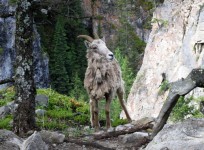 A goat watches over King Creek Canyon Wildlife